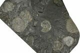 Fossil Ammonite Cluster - Posidonia Shale, Germany #368179-1